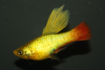 Platy Papegaai Hoogvin